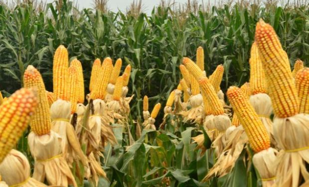 Milho esboça reação à espera do relatório do USDA