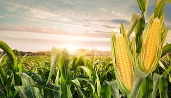 Cotação do milho segue em alta, apesar da melhoria do clima