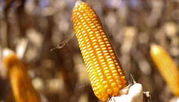 Preço do milho inicia julho com quedas intensas