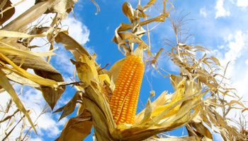Comercialização de milho é lenta no Brasil, aponta Cepea