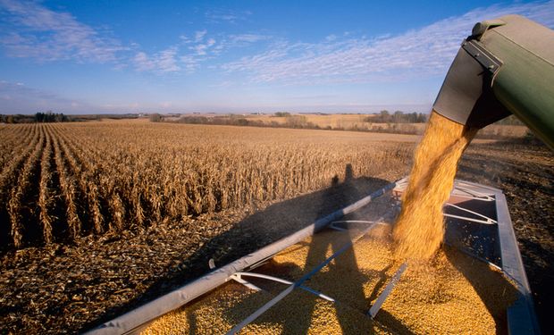 Colheita de milho. (Getty Image)
