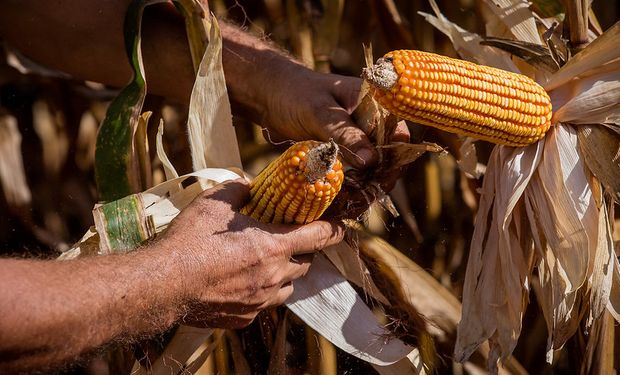 Para Abramilho, existe a necessidade crucial de estender os prazos para o pagamento das parcelas do crédito rural. (Foto -  Christiano Antonucci/MT)