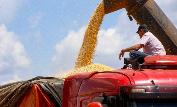 Colheita avançou e atingiu 92% da área de 2,5 milhões de hectares de milho da segunda safra 23/24. (Foto: Gilson Abreu/AEN)