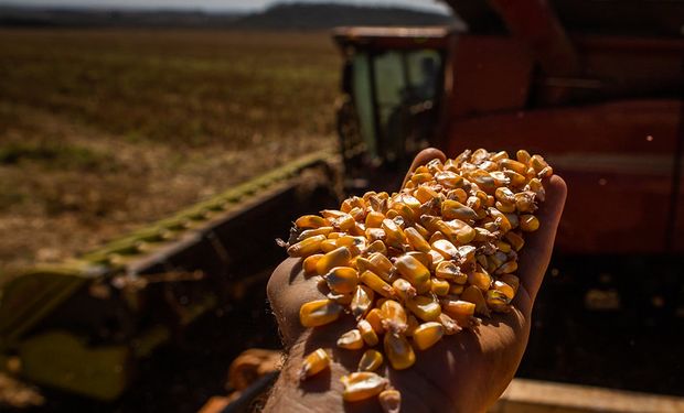 Estoques de milho nos EUA no próximo ano poderão alcançar os níveis mais elevados registrados nos últimos dez anos. (foto - CNA)