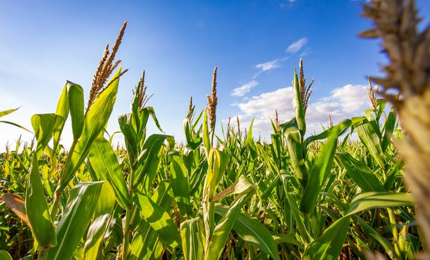 Etanol de milho promove aumento das área plantadas com o grão