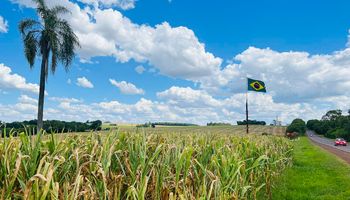 Colheita da segunda safra de milho começa com preços em baixa
