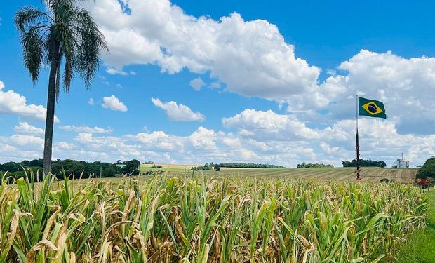 Caso previsão da Agroconsult seja confirmada, Brasil teria a maior produtividade de milho da história com 6.330 quilos, ou 105,5 sacas, por hectare.