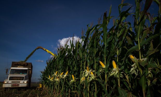 Analistas esperam que 57% das lavouras estejam entre boas e excelentes nos EUA. (foto - CNA)