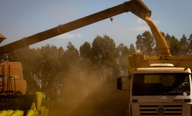 Início da colheita gaúcha gera pressão às cotações do cereal na região. (foto - CNA)