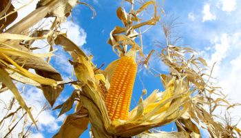 Cepea: produtores seguram vendas e milho mantém trajetória de alta