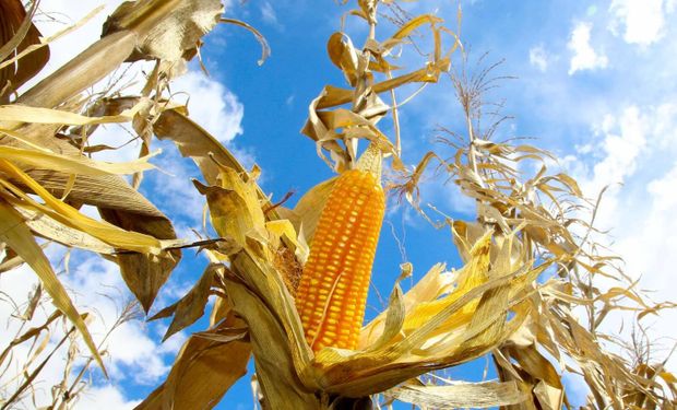 As altas de preços só não foram mais intensas porque parte dos consumidores utiliza estoques em detrimento de realizar novas aquisições F(oto:Jaelson Lucas / AEN)