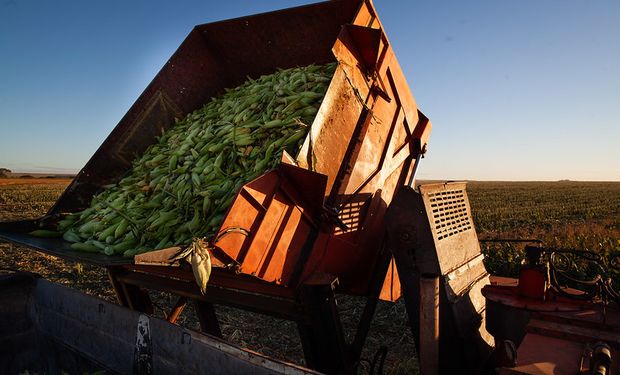 A produção mundial é estimada em 1,15 bilhão de toneladas pelo USDA, 5% inferior à da temporada anterior. (foto - CNA)