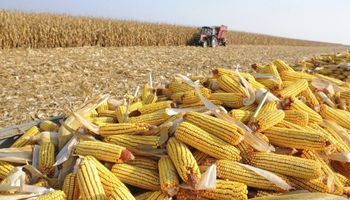 Colheita da safra verão de milho 2023/24 atinge 29% no Brasil