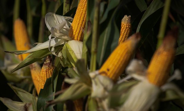 Os trabalhos de colheita atingem 19,9% da área no RS, 10,2% em SC e 4,7% no Paraná. (Foto: Wenderson Araujo/Trilux)