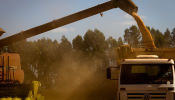 Conab eleva projeção de safra recorde de grãos para 313,9 milhões de tons