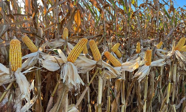 Já para milho, a previsão para 2023/24 é 4% menor, ou 22,26 milhões de hectares. (foto - CNA)
