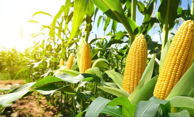 Milho em alta: retração de produtores sustenta preços no Brasil