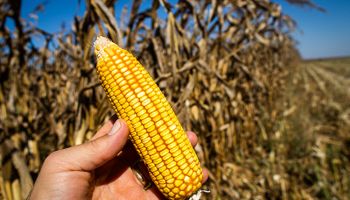 Cotação do milho fecha agosto com alta de 2,35% no Brasil 