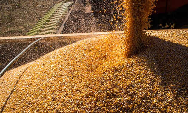 Produtores brasileiros estão otimistas com à possibilidade de colheita recorde na segunda safra. (foto - CNA)
