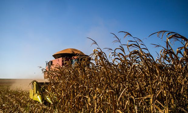 Levantamento aponta queda de 28,5% no volume da primeira safra de milho, em comparação com o ciclo anterior. (foto - Sistema CNA/Senar)