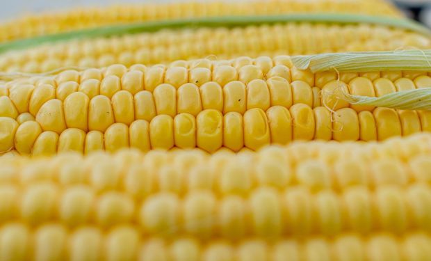 Liquidez do milho cai no Brasil com vendedores retraídos e demanda por pequenos volumes