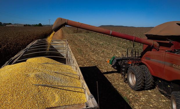 Os preços do ceral, que vinham subindo, caíram 0,40% ontem (dia 31). (foto - CNA)