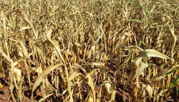 Seca já faz estrago e impacta mais de 700 mil hectares das lavouras de milho em MS