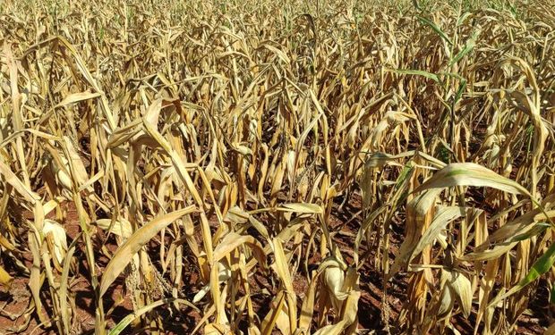 Seca já faz estrago e impacta mais de 700 mil hectares das lavouras de milho em MS