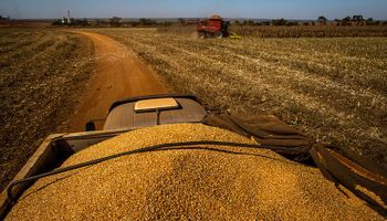Produtores retêm oferta em busca de valorização do preço do milho