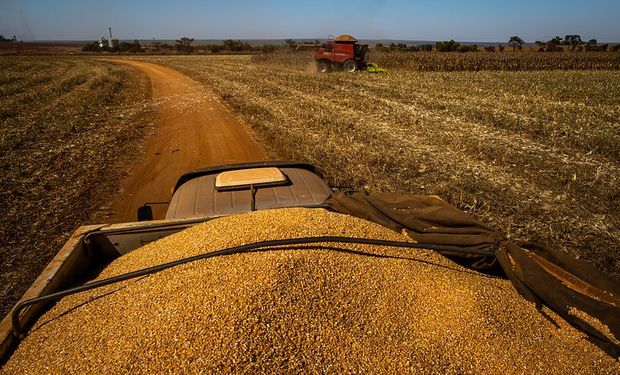 Produtores retêm oferta em busca de valorização do preço do milho