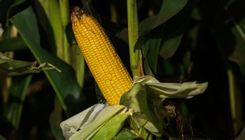 Cotação do milho tem forte baixa em Chicago após Dia de Ação de Graças