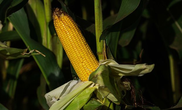 Apesar da valorização, os preços do cereal seguem ao menos 35% abaixo dos patamares registrados no início de 2023. (foto - CNA)