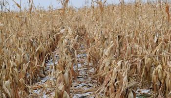 Previsão de neve antecipada eleva preços da soja e do milho em Chicago