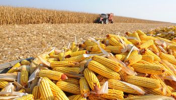 Produção mundial de milho deve ser menor nesta temporada, prevê USDA