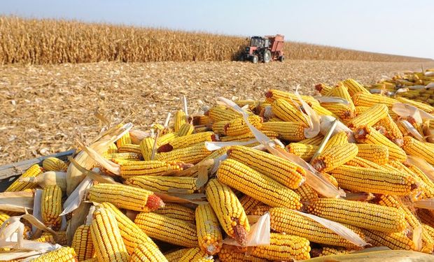 Produção mundial de milho deve ser menor nesta temporada, prevê USDA