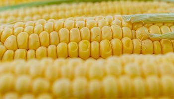 Oferta ampla pressiona cotações e mantém milho em queda no Brasil e no exterior