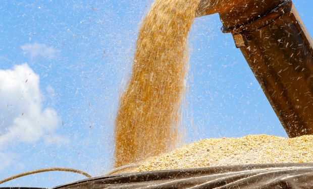 Colheita de milho de verão 2023/24 atinge 3,7% no Brasil. (Foto - Gilson Abreu/AEN)