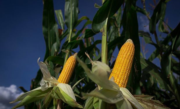 EStado de SP quer mais um milhão de hectares. dedicados ao milho até 2030. (foto - Sistema CNA/Senar)