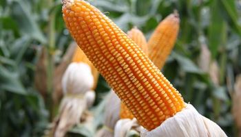 Milho se aproxima de R$ 70 a saca com oferta travada e produtor atento à safra