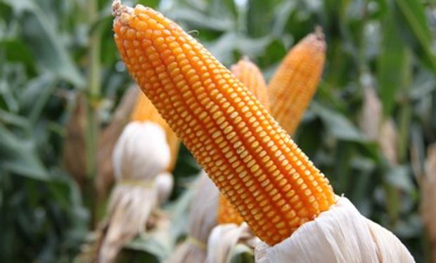 Milho se aproxima de R$ 70 a saca com oferta travada e produtor atento à safra