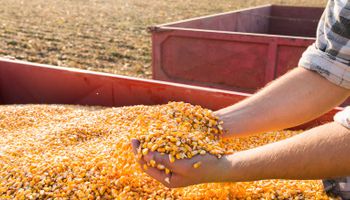 Milho divide mercado: queda em SP e alta no restante do Brasil