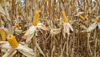 Milho segue firme no Brasil e nos EUA com demanda aquecida e incertezas no radar