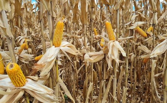 Liquidez limitada e cenário externo sustentam os preços do cereal nos dois mercados