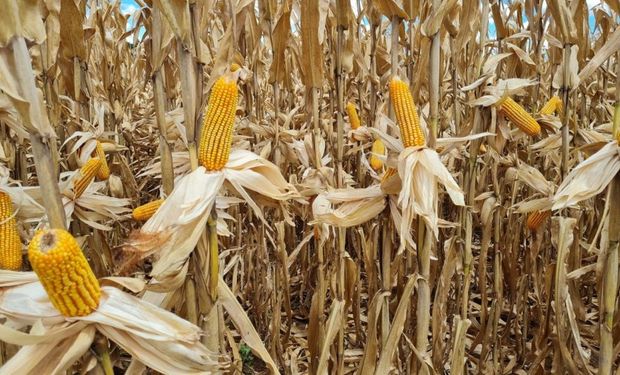 Milho segue firme no Brasil e nos EUA com demanda aquecida e incertezas no radar