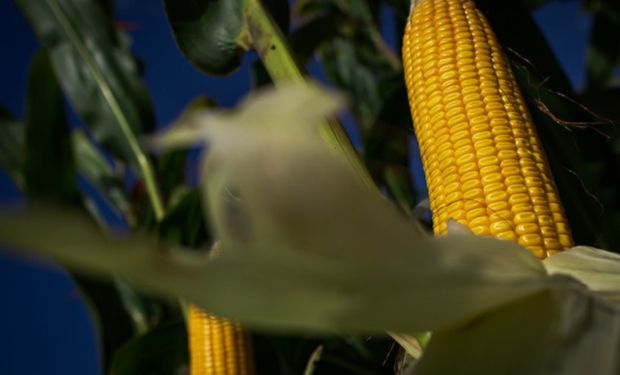 Milho mantém preços firmes com produtor focado na semeadura e exportações em ritmo acelerado