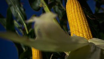 Estoques cheios derrubam milho