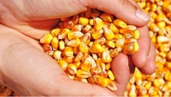 Milho cai com maior oferta e demanda fraca, aponta Cepea