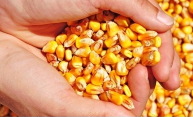 Milho cai com maior oferta e demanda fraca, aponta Cepea