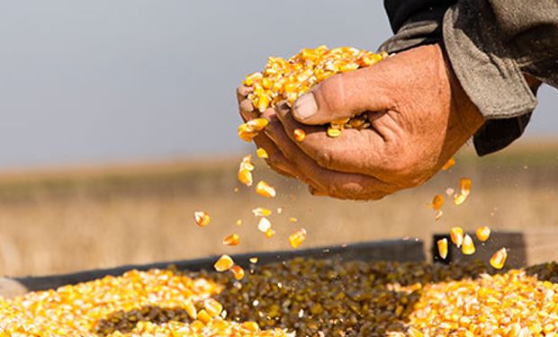 Apesar de queda na estimativa, cotação do milho deve ter poucas alterações