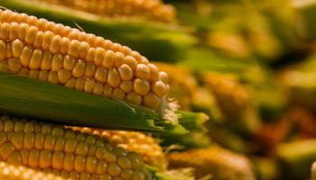 Produção de milho em SP supera R$ 4 bilhões e cresce 26% em 2025